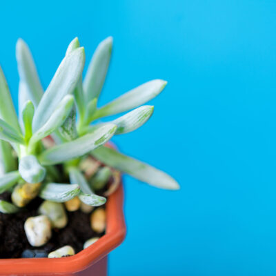 SENECIO MANDRALISCAE 15CM POT