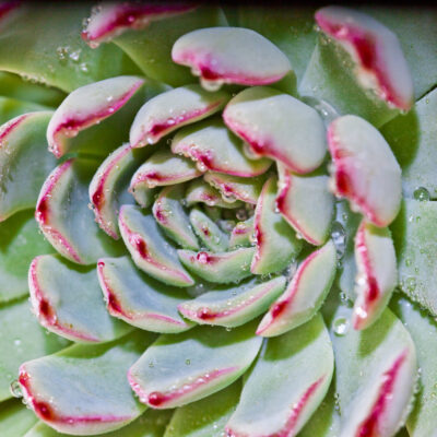 ECHEVERIA ELEGANS RUBY 15CM POT