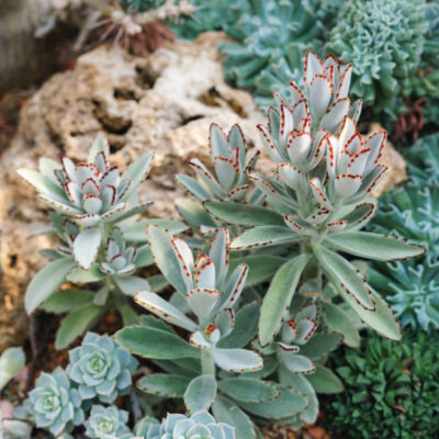 KALANCHOE TOMENTOSA 15CM POT