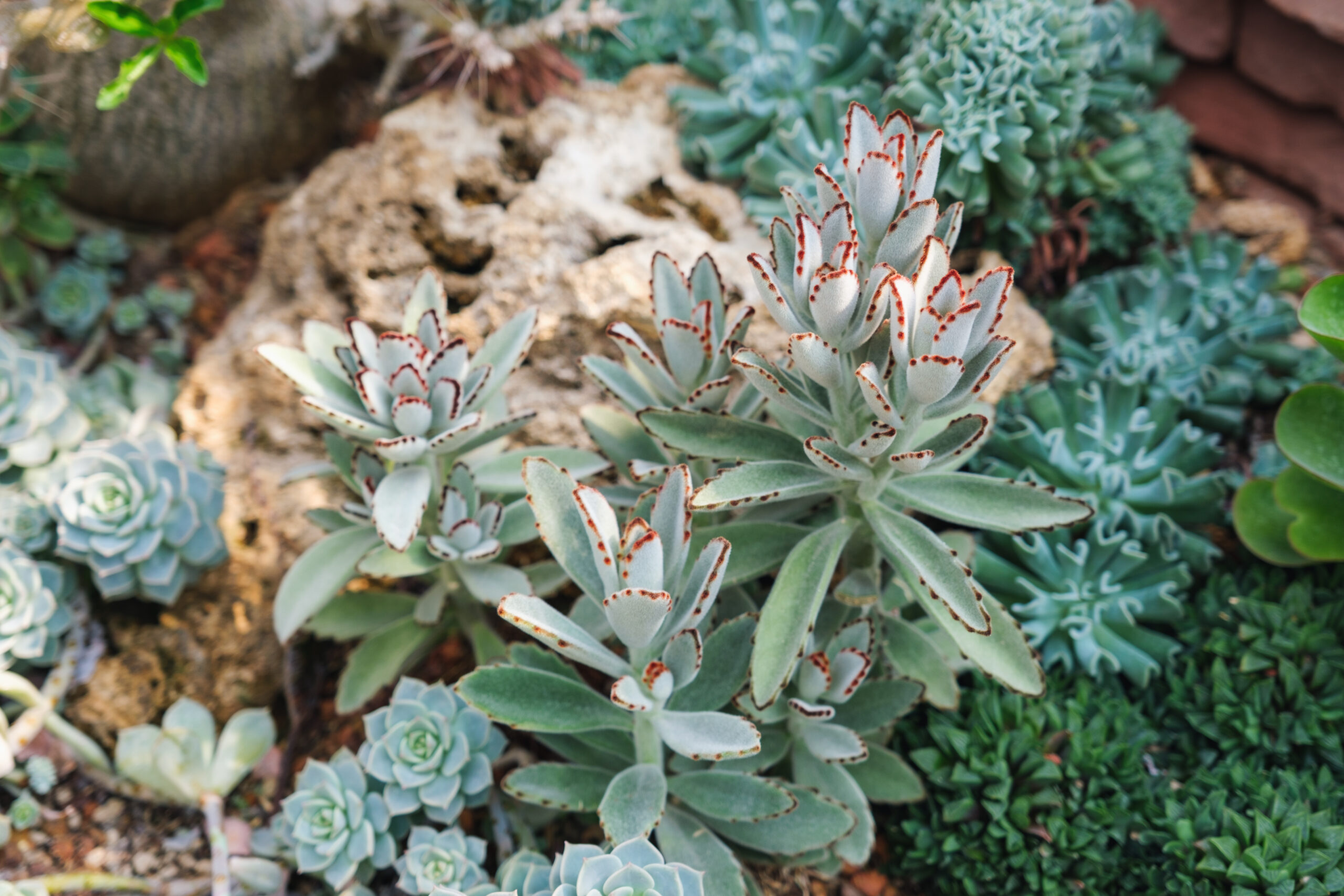 KALANCHOE TOMENTOSA 15CM POT