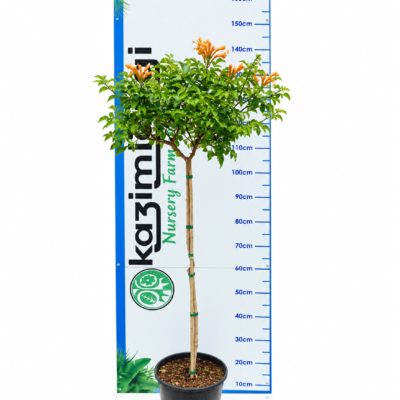 TECOMA VARIOUS STANDARD 10LT