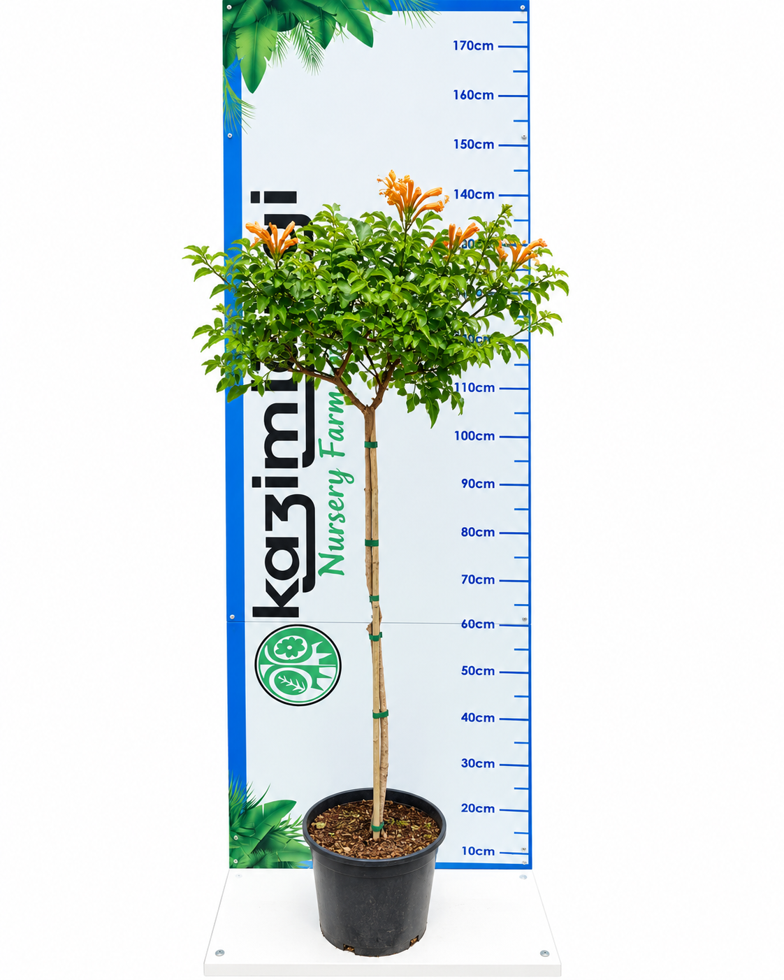 TECOMA VARIOUS STANDARD 10LT