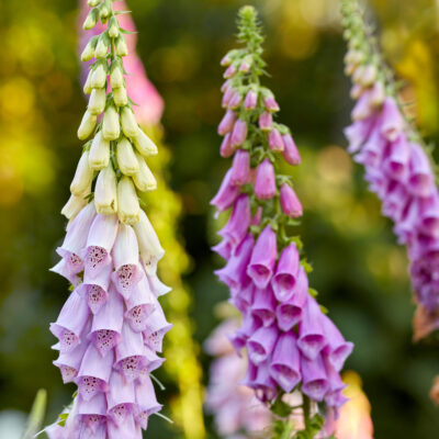 DIGITALIS VARIOUS (FOXGLOVES) 15CM POT