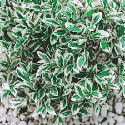 COPROSMA MARBLE CHIPS 15CM POT
