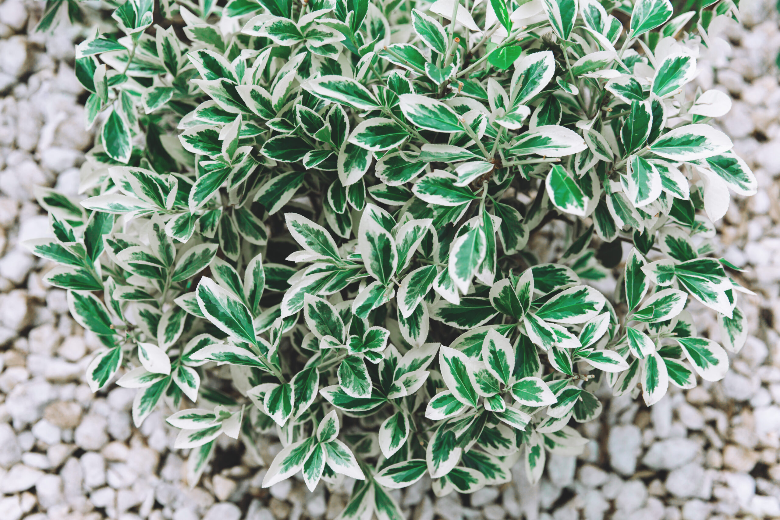 COPROSMA MARBLE CHIPS 15CM POT