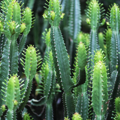 EUPHORBIA WOODII 15CM POT