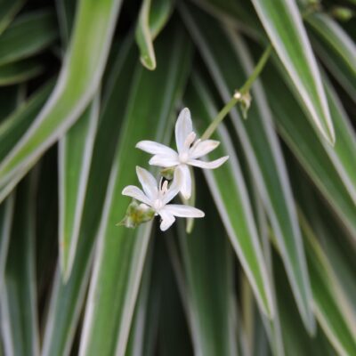CHLOROPHYTUM BOWKERI 2.5LT