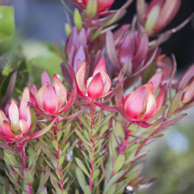 LEUCADENDRON VARIOUS 1OLT