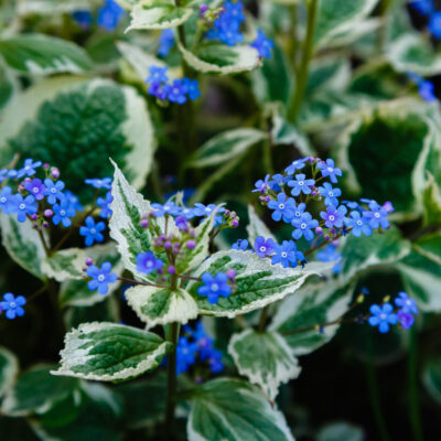 FELICIA AMELLOIDES BLUE 2.5LT