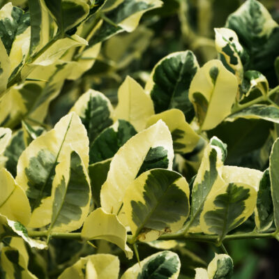 LIGUSTRUM ALBA VARIEGATA 2.5LT