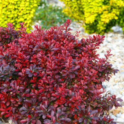 COPROSMA MIDNIGHT SURPRISE 15CM POT