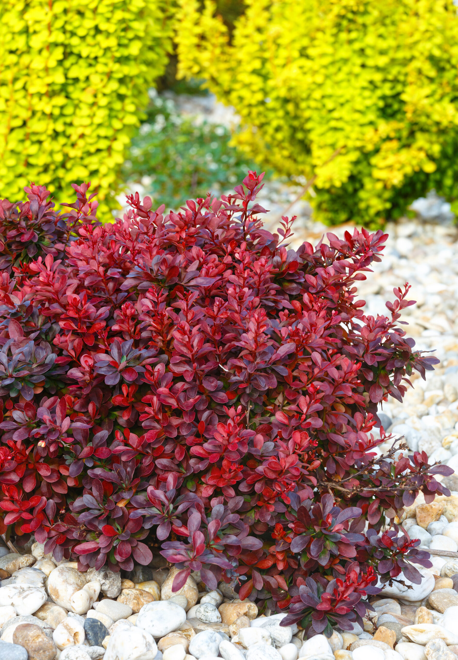 COPROSMA MIDNIGHT SURPRISE 15CM POT