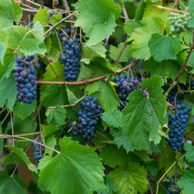 VITIS VINIFERA BRANDT (ORNAMENTAL GRAPE) 10LT