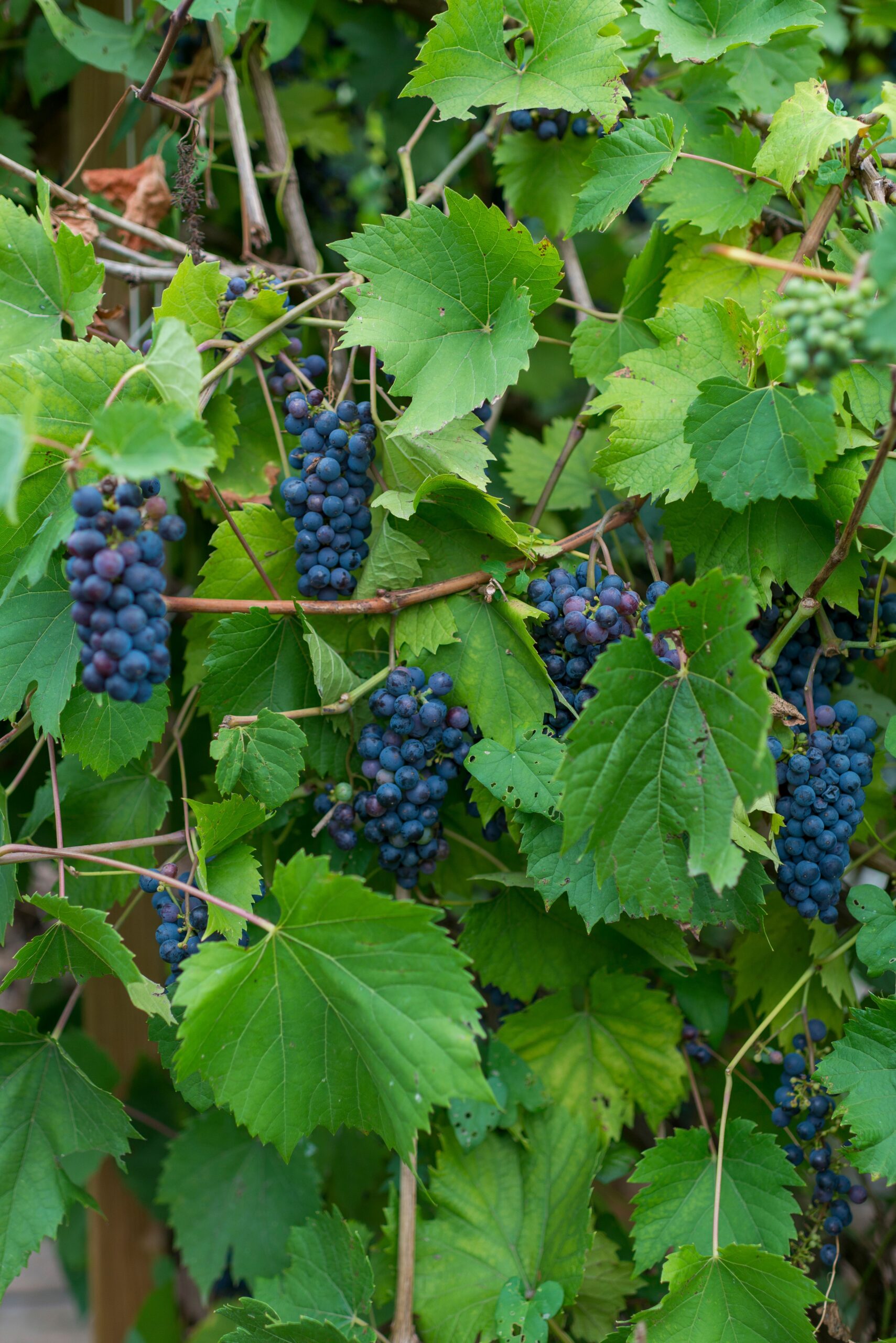 VITIS VINIFERA BRANDT (ORNAMENTAL GRAPE) 2,5LT