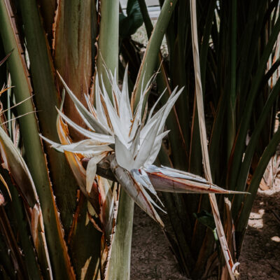 STRELITZIA NICOLAI 10LT