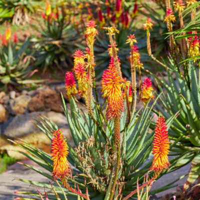 ALOE FEROX 10LT