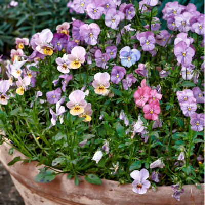 VIOLA SORBET VARIOUS 15CM POT