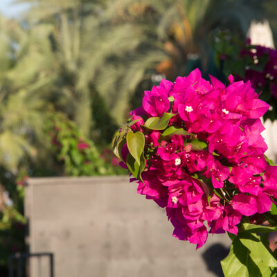 BOUGAINVILLEA BALL VARIOUS 10LT