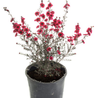 LEPTOSPERMUM CHERRY BRANDY (DWARF RED) STANDARD 1OLT