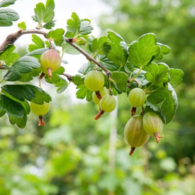 GOOSEBERRY 15CM POT