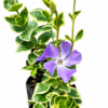 VINCA MAJOR VARIEGATA 1LT - Image 2