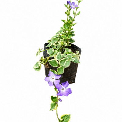 VINCA MAJOR VARIEGATA 1LT