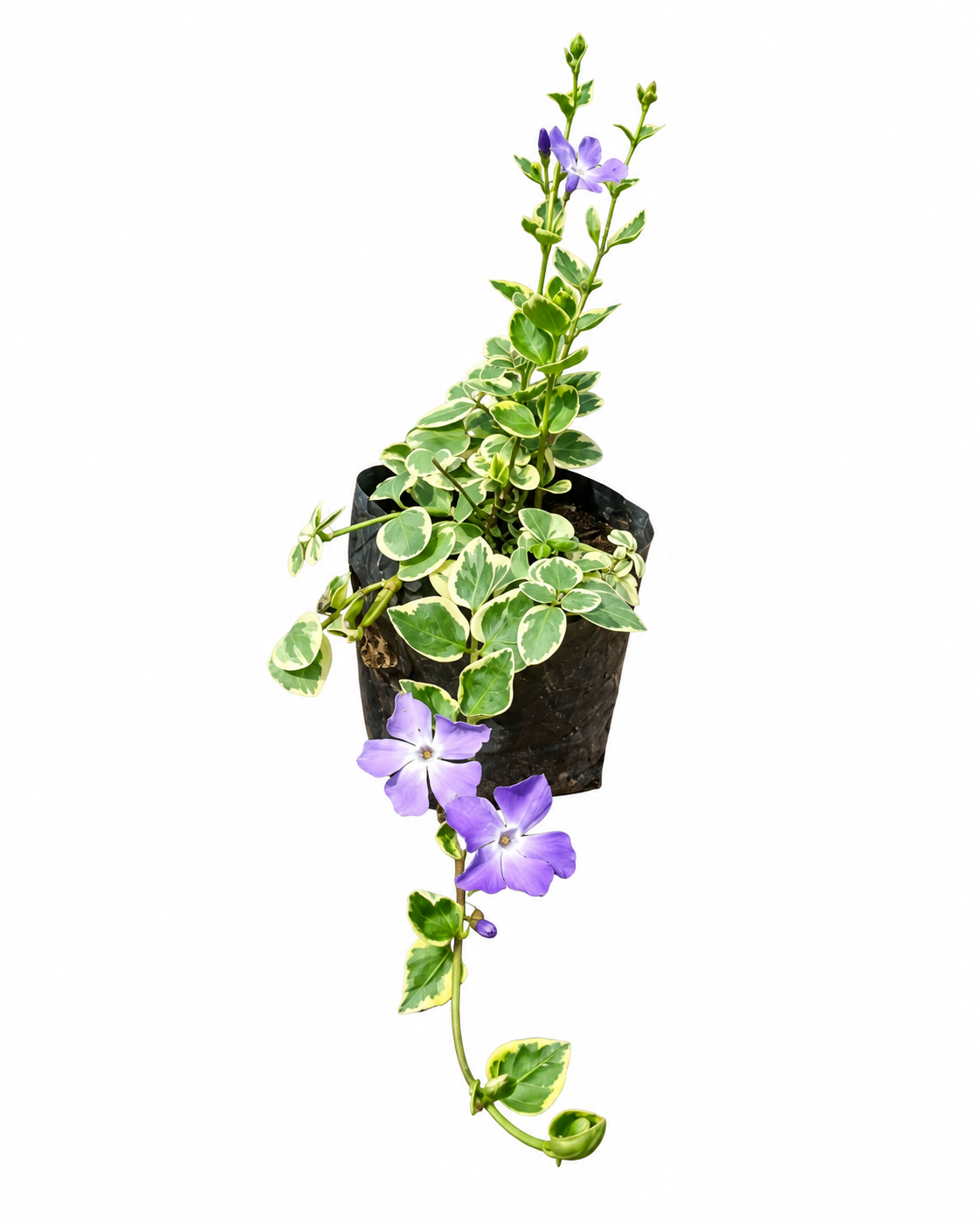 VINCA MAJOR VARIEGATA 1LT