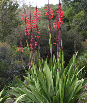 WATSONIA PILLANSII 2.5LT