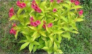 WEIGELIA GOLD 2,5LT