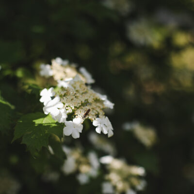 HYDRANGEA QUERCIFOLIA 1OLT