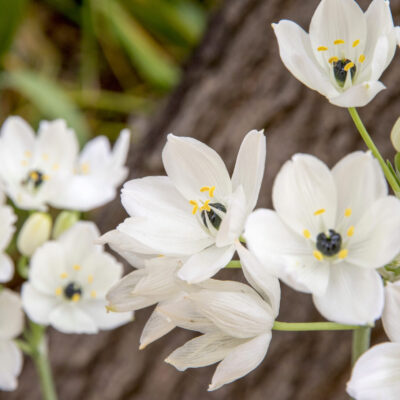 ORNITHOGALUM JUNCIFOLIA 1LT