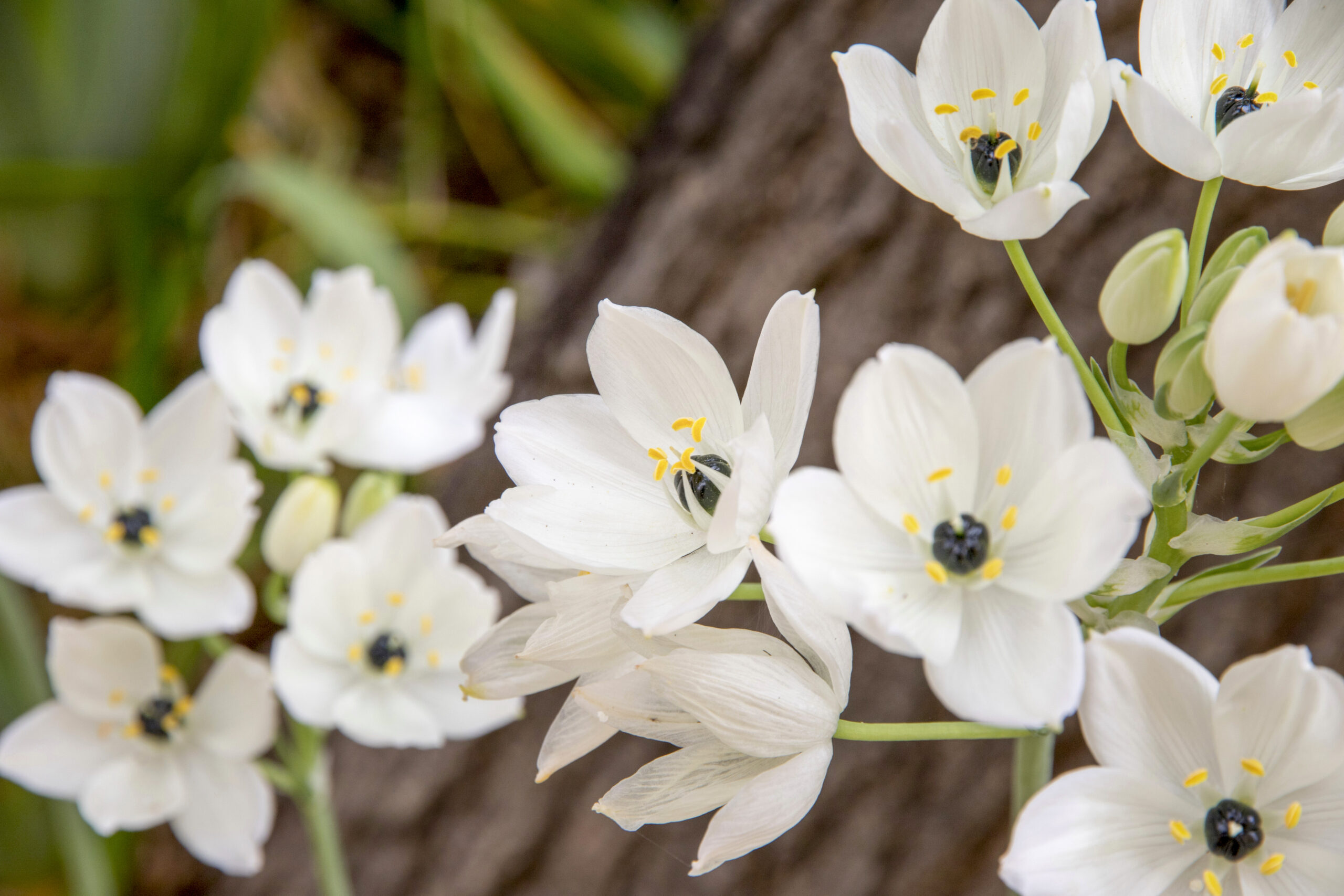 ORNITHOGALUM JUNCIFOLIA 1LT