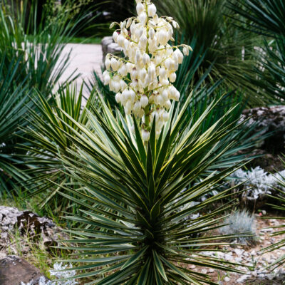 YUCCA GLORIOSA 10LT