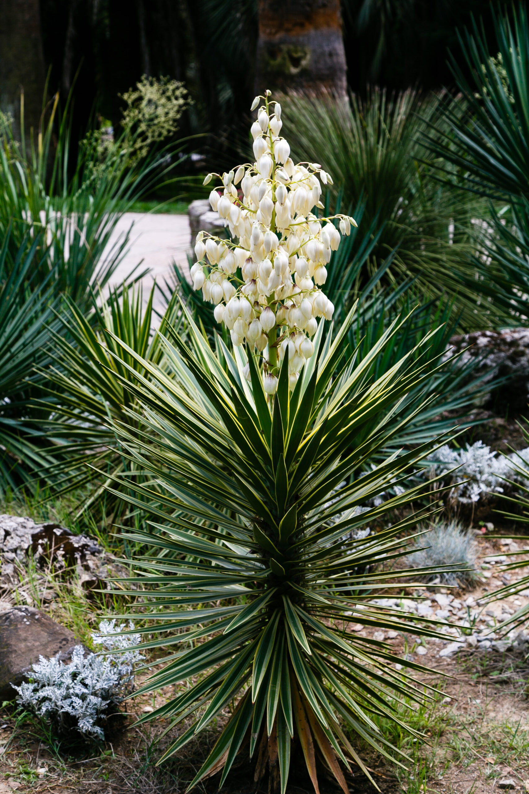 YUCCA GLORIOSA 10LT