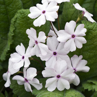 VERBENA WHITE 15CM POT