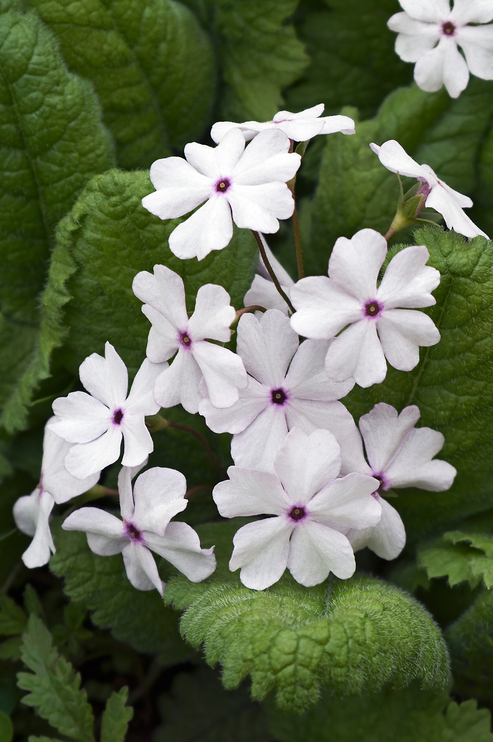 VERBENA WHITE 15CM POT