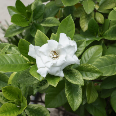 GARDENIA BELMONT STANDARD 1OLT