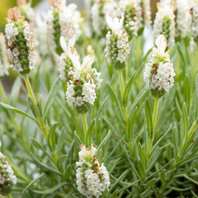 LAVANDULA WHITE 2.5LT