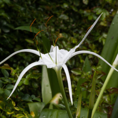 HYMENOCALLIS LITTORALIS (SPIDER LILY) 2.5LT