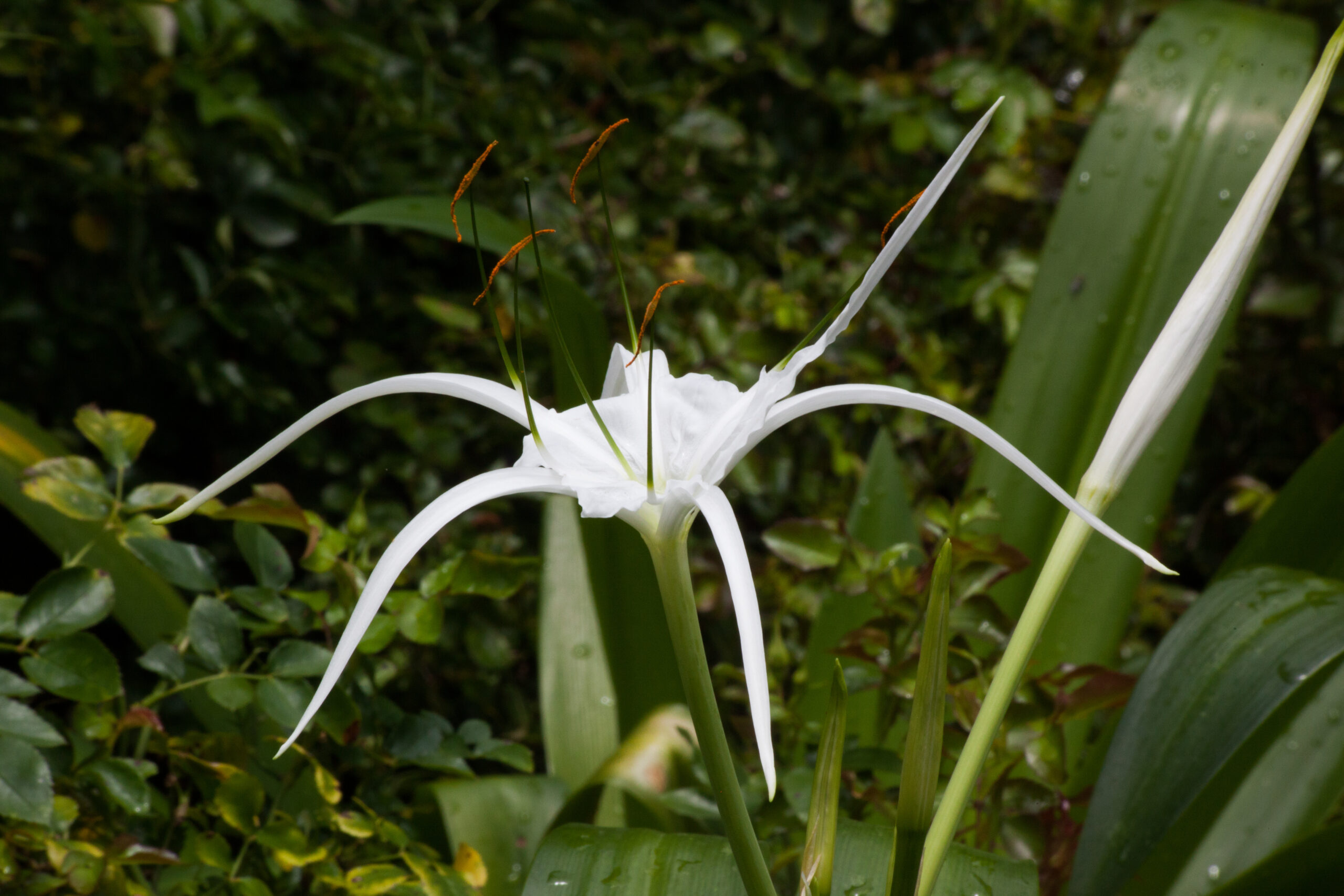 HYMENOCALLIS LITTORALIS (SPIDER LILY) 2.5LT