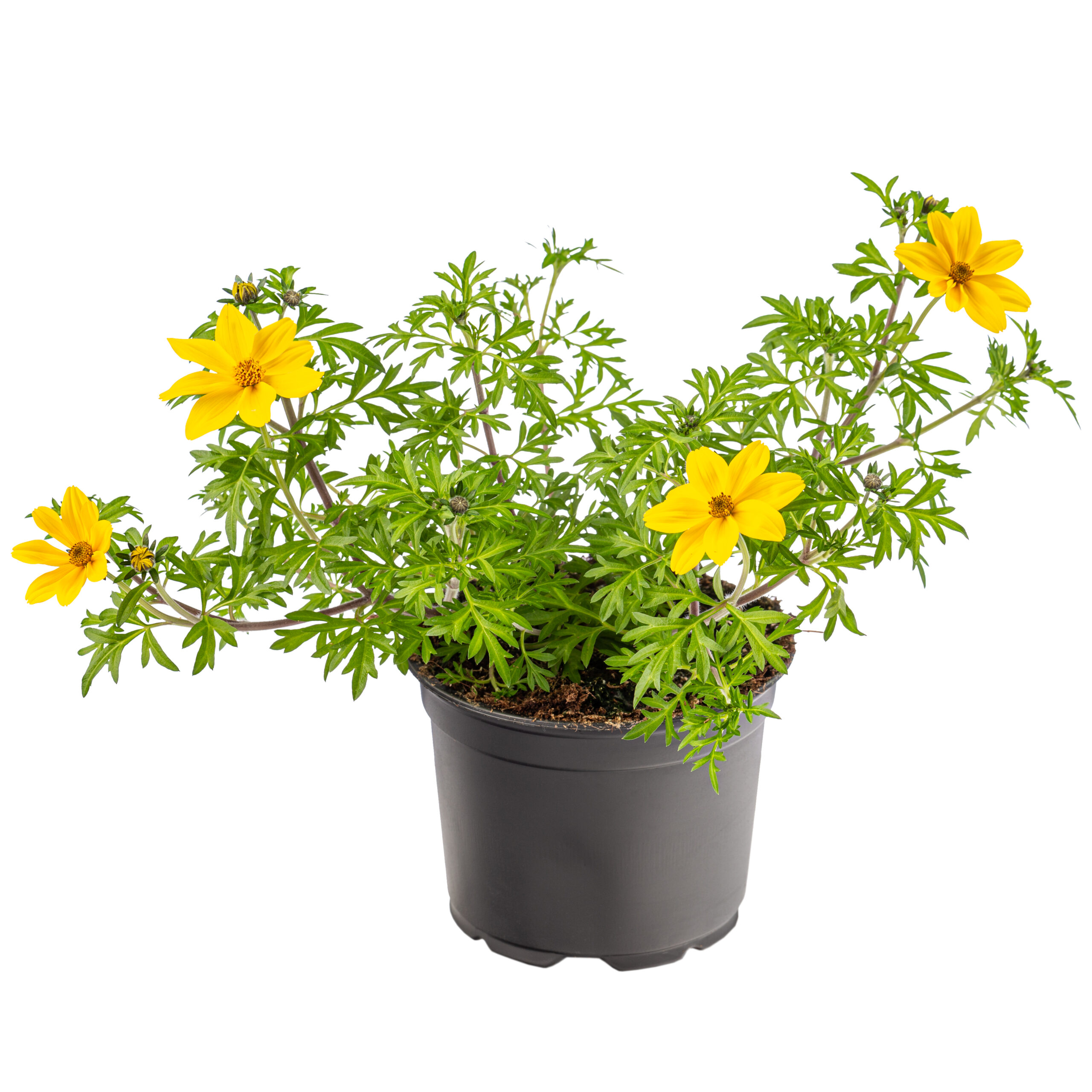 BIDENS GOLDEN EMPIRE 15CM POT