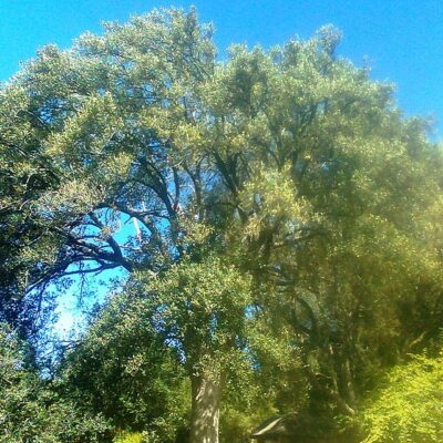 KIGGELARIA AFRICANA 100LT