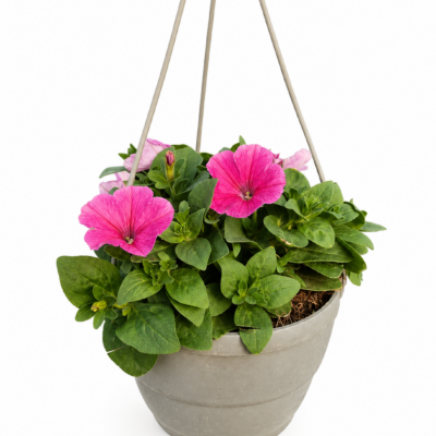 PETUNIA PINK 20CM HANGING BASKET