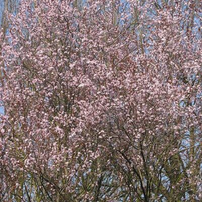 PRUNUS CERASIFERA NIGRA 100LT