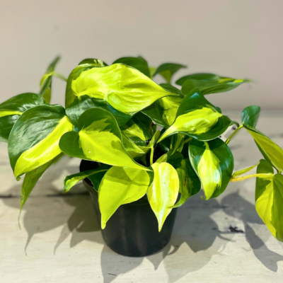 PHILODENDRON SCANDENS MICA 14CM