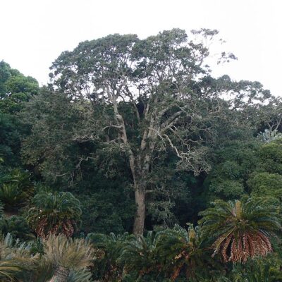 ILEX MITIS 100LT