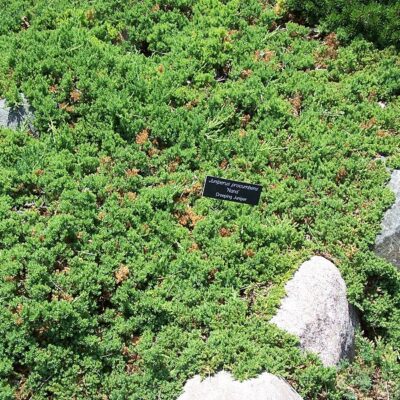 JUNIPERUS PROCUMBENS NANA 10LT
