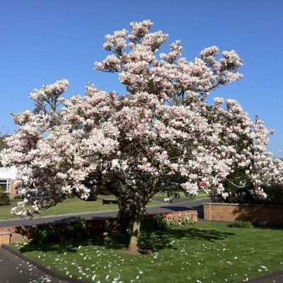 MAGNOLIA SOULANGIANA PURPUREA 100LT