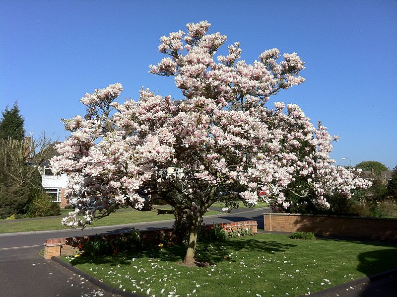 MAGNOLIA SOULANGIANA PURPUREA 100LT