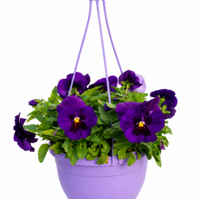 PANSY PURPLE 20CM HANGING BASKET